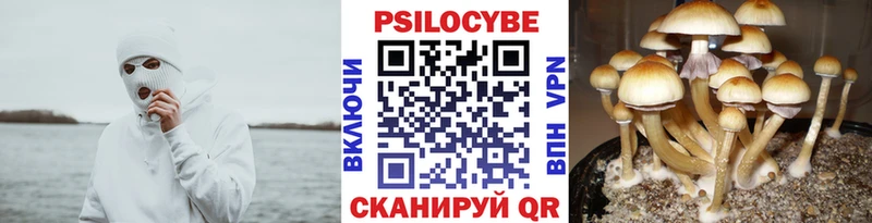 Галлюциногенные грибы Cubensis Лениногорск